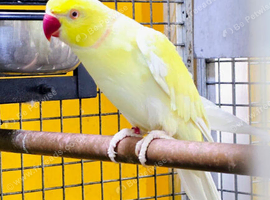 Yellow Ring neck Male,18