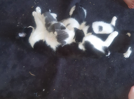 Male kittens