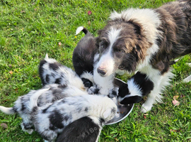 Beautiful border collie pups for sale