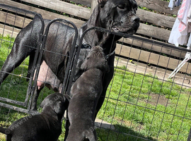 Cane Corso Puppies &ndash; 3 Females & 1Males