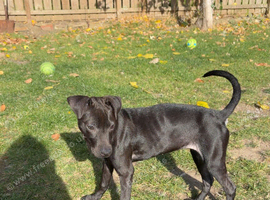 Nova