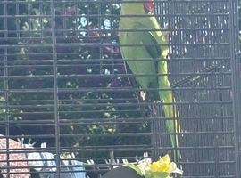 Green Parrot