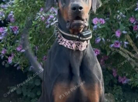 Doberman for stud (proven)