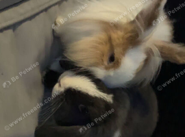 Mini lop male 4 months