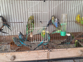Exhibition budgies