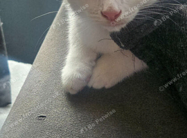 Still available, 2 white male kittens ready to go to their forever homes!!!