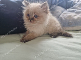 Beautiful Ragdoll Kittens