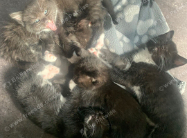 Kittens ready now for forever homes