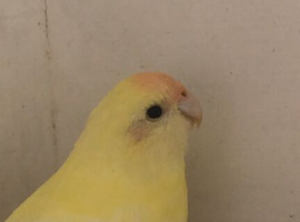 Proven male kakariki