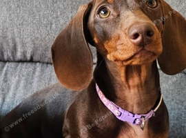 18month female dachshund in Stafford