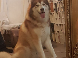 Foster my dog
