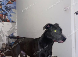 Lurcher cross breed 1yr old