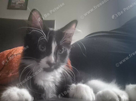 Black and white kitten