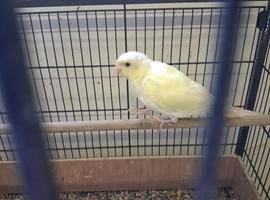 Cream Kakariki