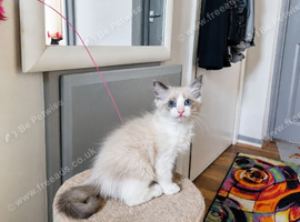 Ragdoll Kitten