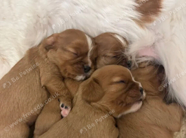 Fully Health Tested Cavalier King Charles Spaniel Puppies