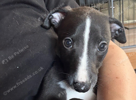 Whippet Puppy&rsquo;s ️️️