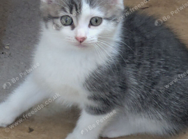 GORGEOUS SHORTHAIR CROSS BLUE/GREY BOY