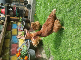 Chicken hens