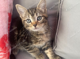 Kittens ready now