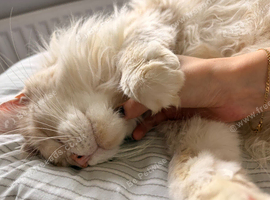 2 Maine Coon Cats