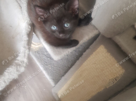 Female kittens
