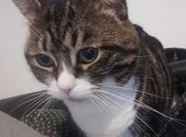 Female cat