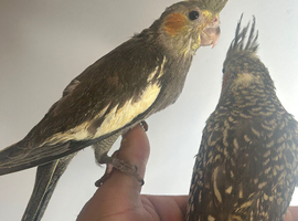 Hand Reared Stunning Baby Cockatiels