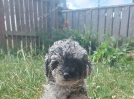 Asian tea cup poodle x small toy male