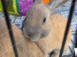 2 x Rex x dwaf rabbits