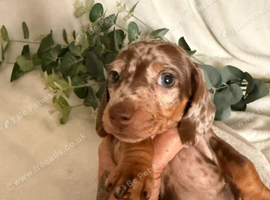 Beautiful Miniature Dachshund Puppies