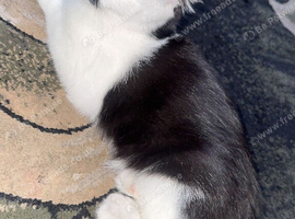 need a loving home for my cat