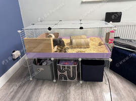 Guinea pigs include eveything