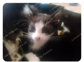 4 beautiful kittens