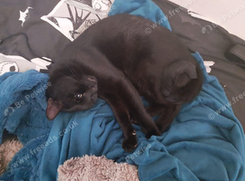 Male 5 year old black cat