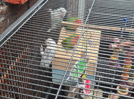 4 love birds with cage