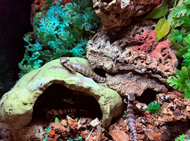 Baby Pink Tongue skinks AMAZING ANIMALS &pound;75 each