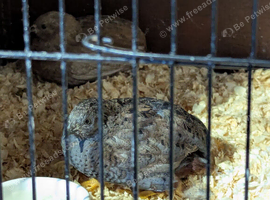 2 x 10 week old Chinese painted quails