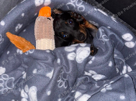10 week old pup