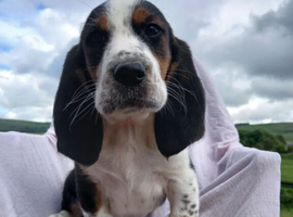 Basset x beagle puppies