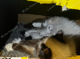 2 ragdoll kittens