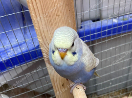 Baby aviary bred budgies