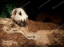 Boa male 3 years old