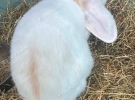Pure breed Mini lop doe ready now