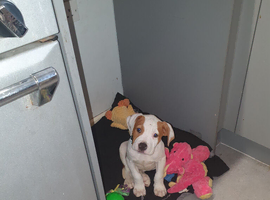 American bulldog cross