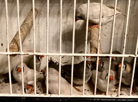 Zebra finches for sale