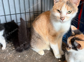 Kittens