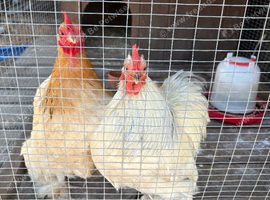 Pair of Pekin bantams
