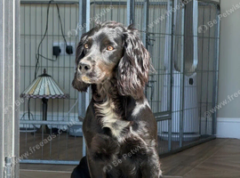 KC Registered Working Cocker Spaniels