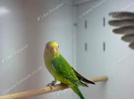 Plum headed parrot